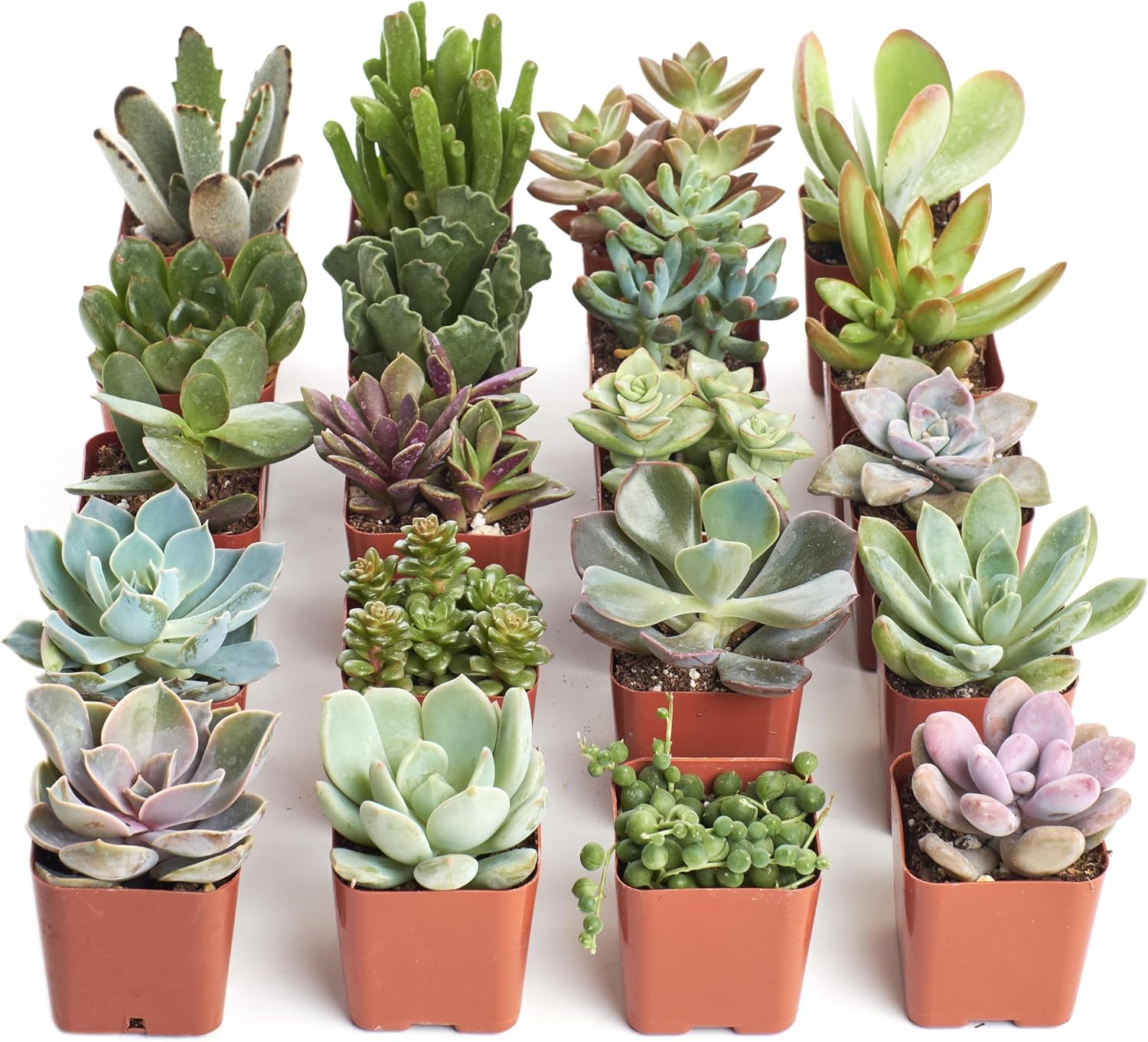 Mini succulents for elegant Halloween baby shower favors